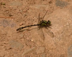 Ophiogomphus carolus