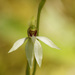 Caladenia chlorostyla - Photo (c) memopob, some rights reserved (CC BY-NC), uploaded by memopob
