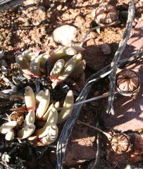 Cephalophyllum curtophyllum
