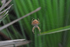 Araneus pallidus