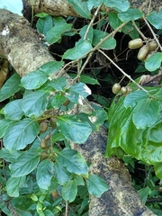 Actinidia venosa