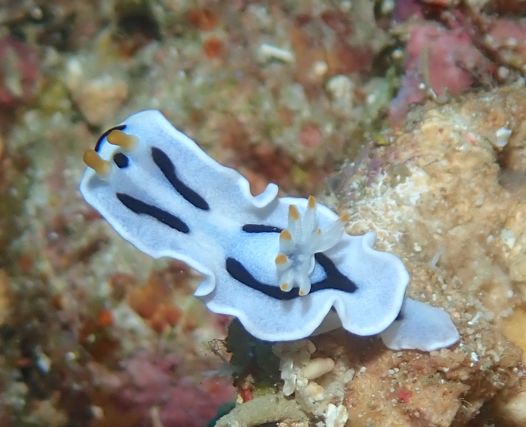 Alcala's Chromodoris