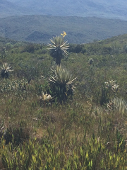 Espeletia grandiflora