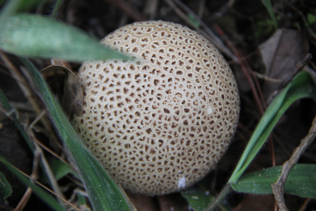 Scleroderma citrinum · May 2014 · photo: © yoannisd (iNaturalist, cc-by)