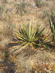Puya goudotiana