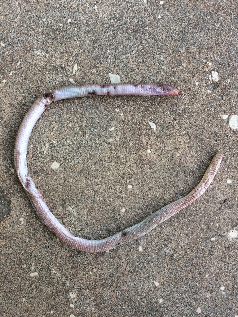 Wagler's Worm Lizard