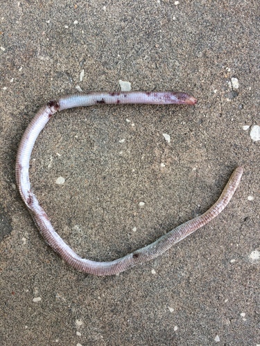 Amphisbaena vermicularis