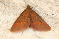 Pyrausta pseuderosnealis