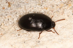 Platydema excavata