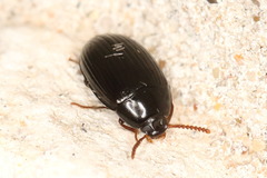 Platydema excavata