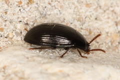 Platydema excavata