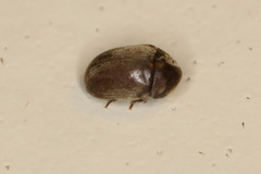 Tricorynus