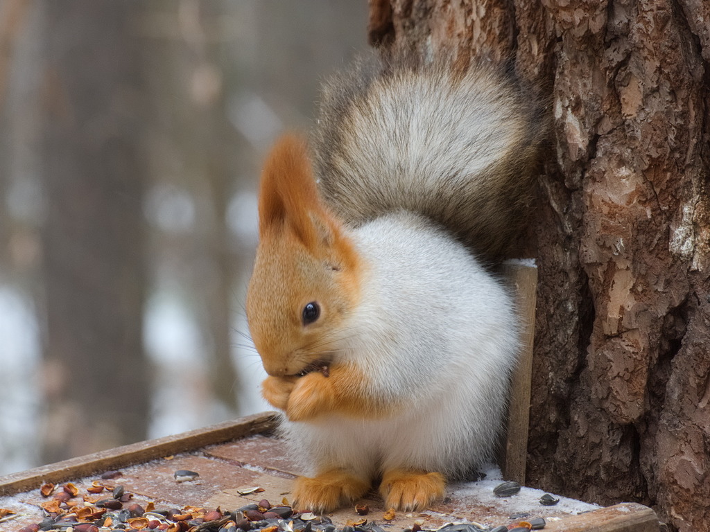 Eurasian Red Squirrel (Sciurus vulgaris) - Know Your Mammals