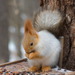 Siberian Red Squirrel - Photo (c) Konstantin Romanov, some rights reserved (CC BY-NC), uploaded by Konstantin Romanov