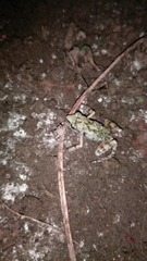 Eleutherodactylus nitidus