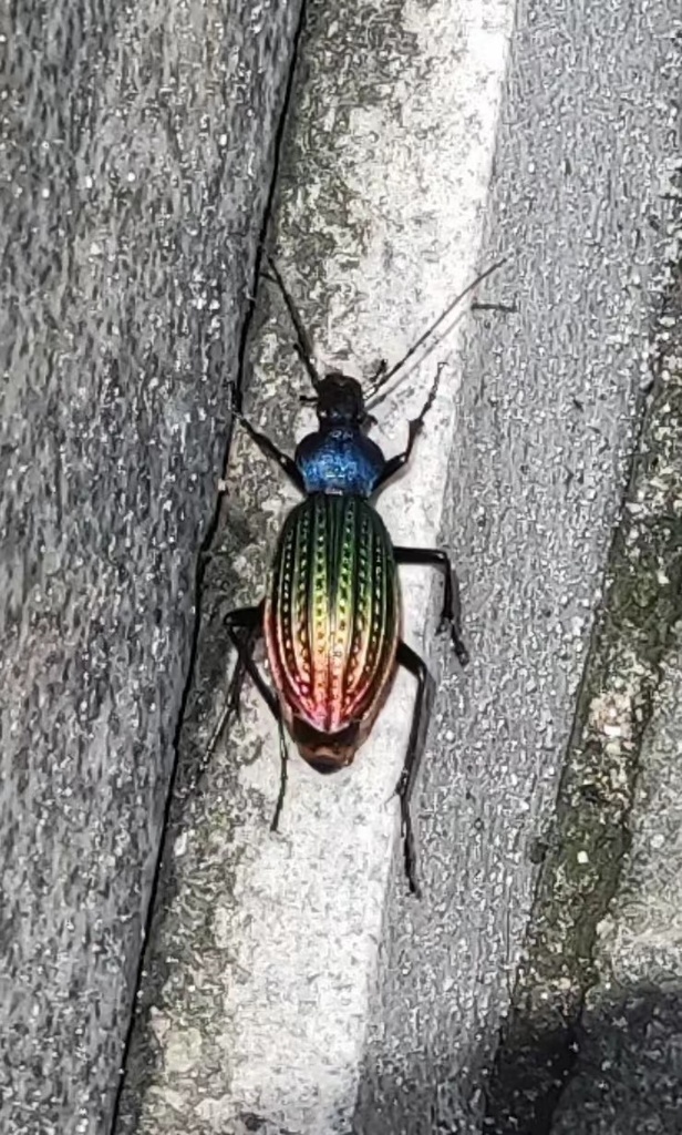 Carabus davidis from 228省道, 池州市, 安徽省, CN on June 6, 2023 at 02:09 PM by ...