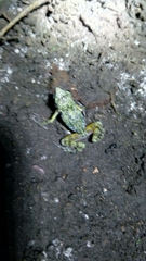 Eleutherodactylus nitidus