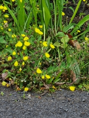 Calceolaria tripartita image