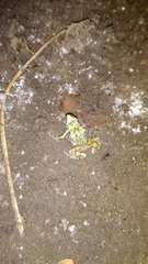 Eleutherodactylus nitidus