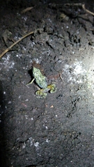 Eleutherodactylus nitidus