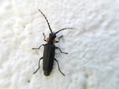 Polemius denticornis