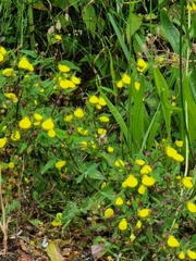 Calceolaria tripartita image