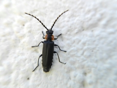 Polemius denticornis