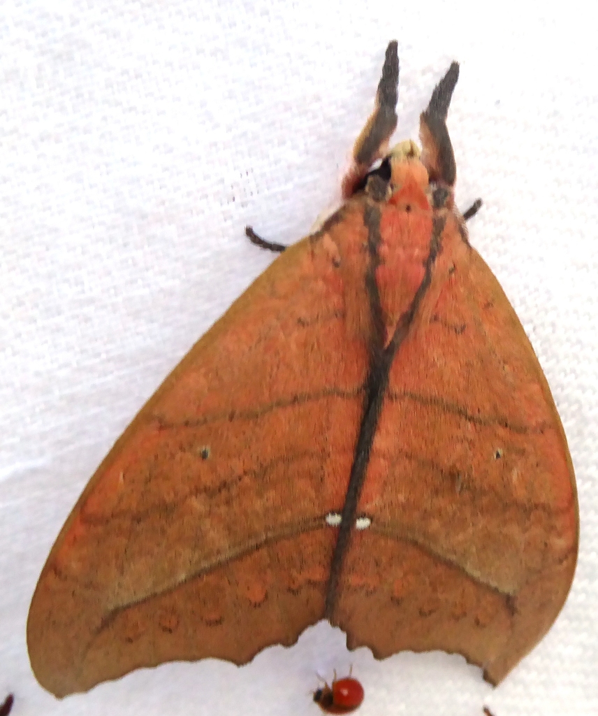 Gangarides rufinus