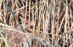 Acrocephalus melanopogon