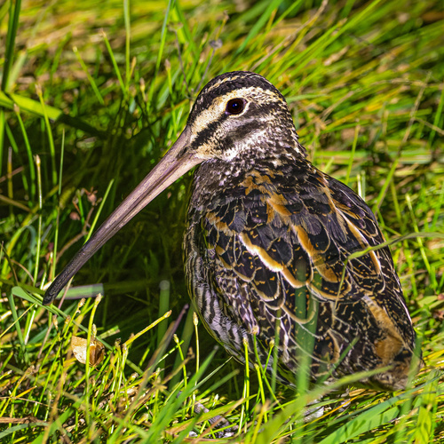 Giant Snipe (Gallinago undulata), photo 3