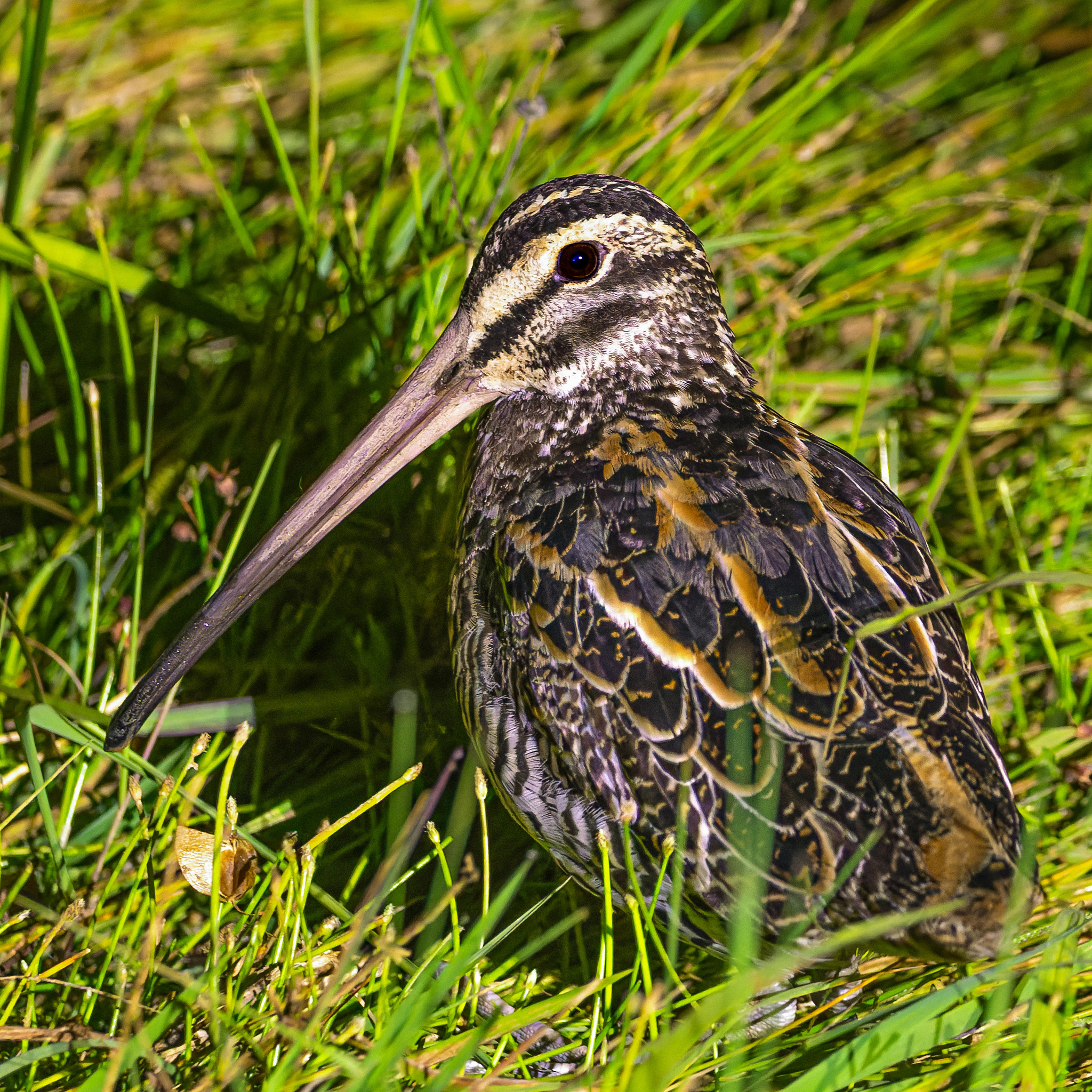 Giant Snipe (Gallinago undulata), photo 5