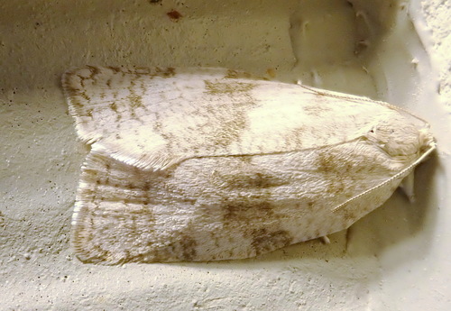 Large Aspen Tortrix photo 5