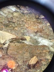Tigrisoma fasciatum