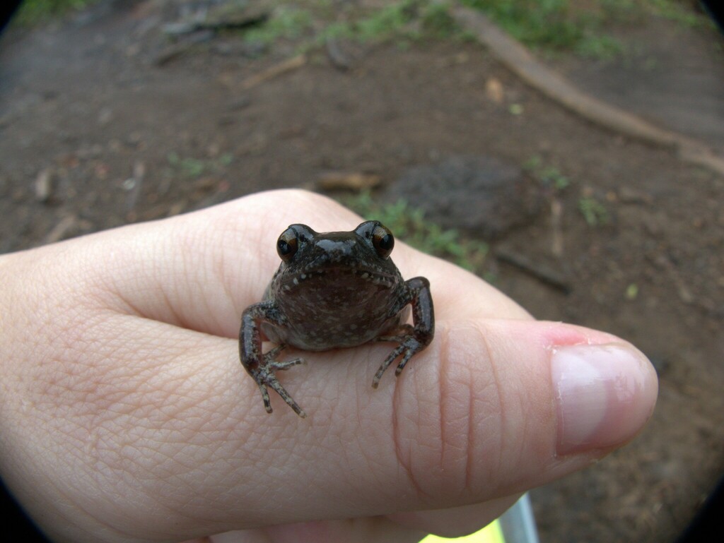 Krokosua Squeaking Frog
