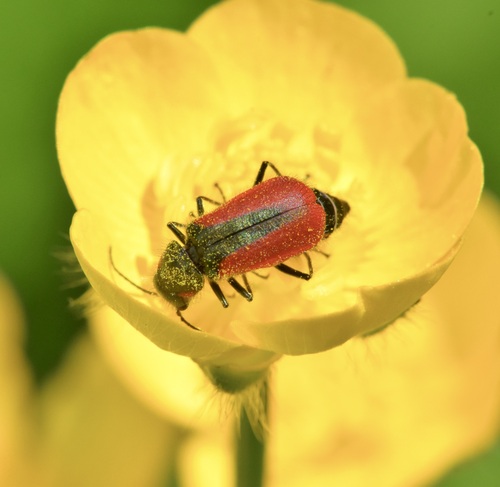 Scarlet Malachite Beetle photo 4