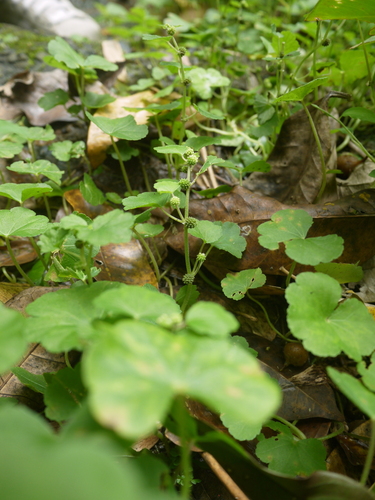 Hydrocotyle pseudoconferta iNat (3)