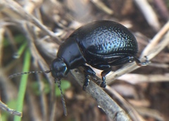 Chrysolina vernalis