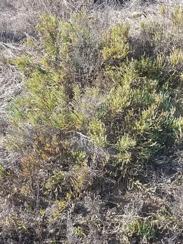 iNaturalist observation photo of Salicornieae