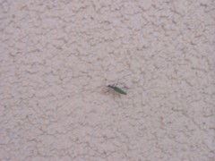 Calliprason sinclairi