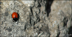 Chrysolina lutea