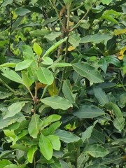 Laurus novocanariensis image