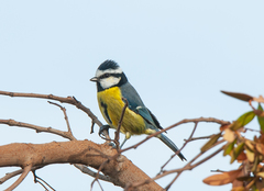 Cyanistes teneriffae
