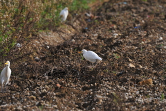 Bubulcus ibis