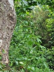 Passiflora tarminiana image