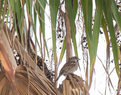 Passer domesticus