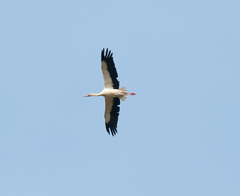 Ciconia ciconia
