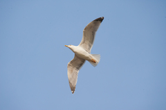 Larus michahellis