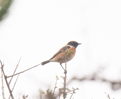 Saxicola rubicola