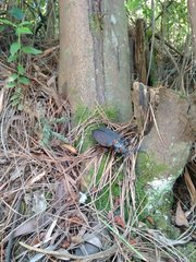 Acanthinodera cumingii