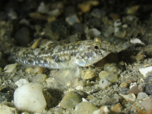 Common Goby